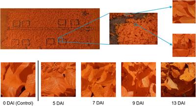 Ultra-high-resolution UAV-imaging and supervised deep learning for accurate detection of Alternaria solani in potato fields